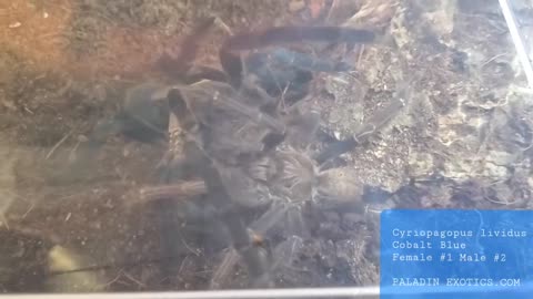 Cyriopagopus lividus (Cobalt Blue) Tarantula Pairing Multiple Success