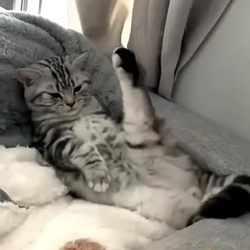 Funny cat