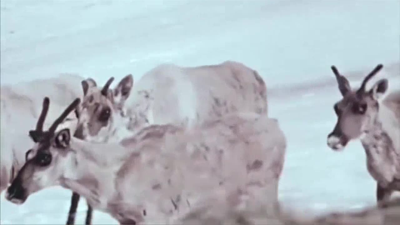 Unbelievable Bird & Caribou Battle with Nature