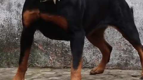 Angry Rottweiler Dog