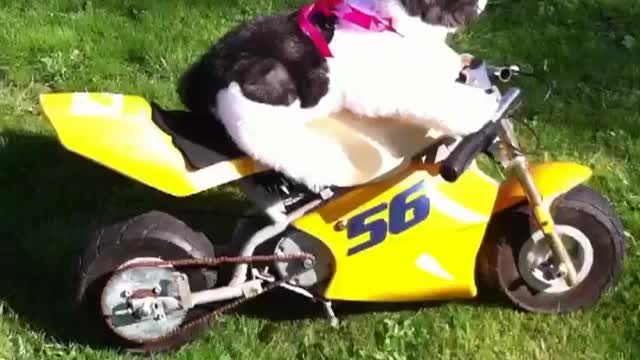 Unbelievable ; a cat rides a motorbike