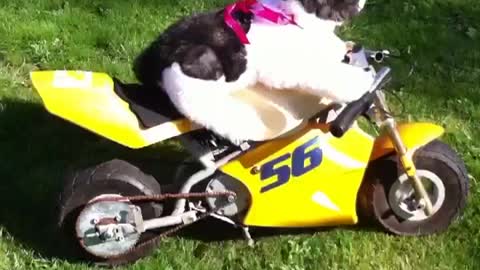 Unbelievable ; a cat rides a motorbike