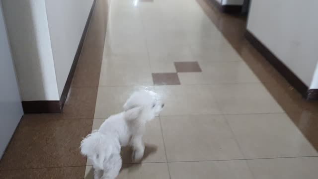 a dog running away, Bichon