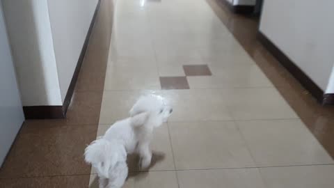 a dog running away, Bichon