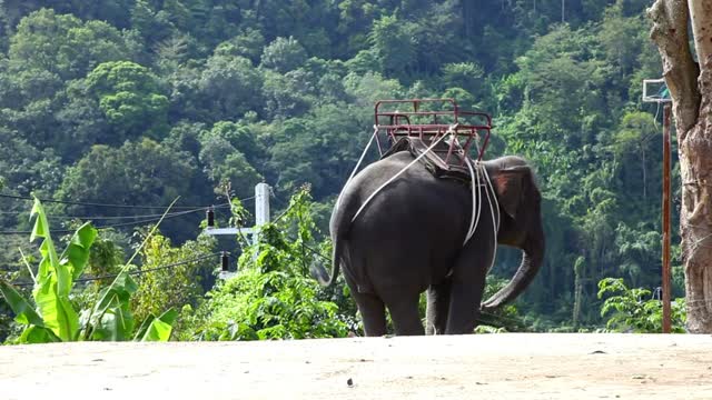 Elephant moving the body with the rhythm of song