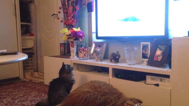 The cat is watching TV