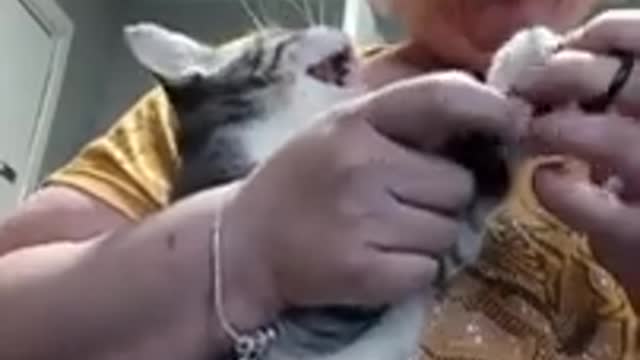 Cat Hisses At Woman While She Cuts Their Nails - 1167633