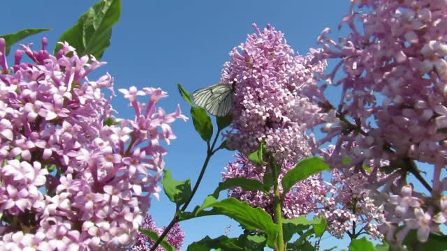 Butterfly love story with roses 1