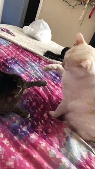 3, 2, 1,.... fight! Cats play