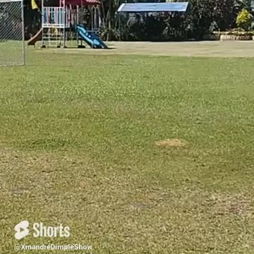 Animal Escape From Zoo Helpppppp - CGI Special Effect - Jumanji #shorts