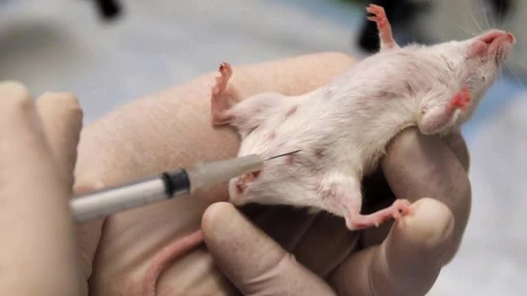 Heart chip beats towards better drug screening, personalized medicine
