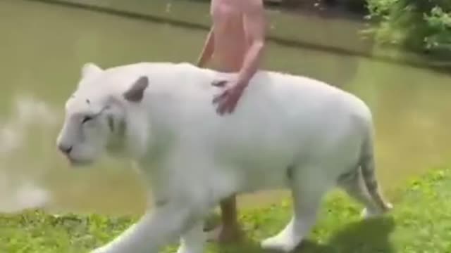 Best Funny Animal Videos of the year (2021)