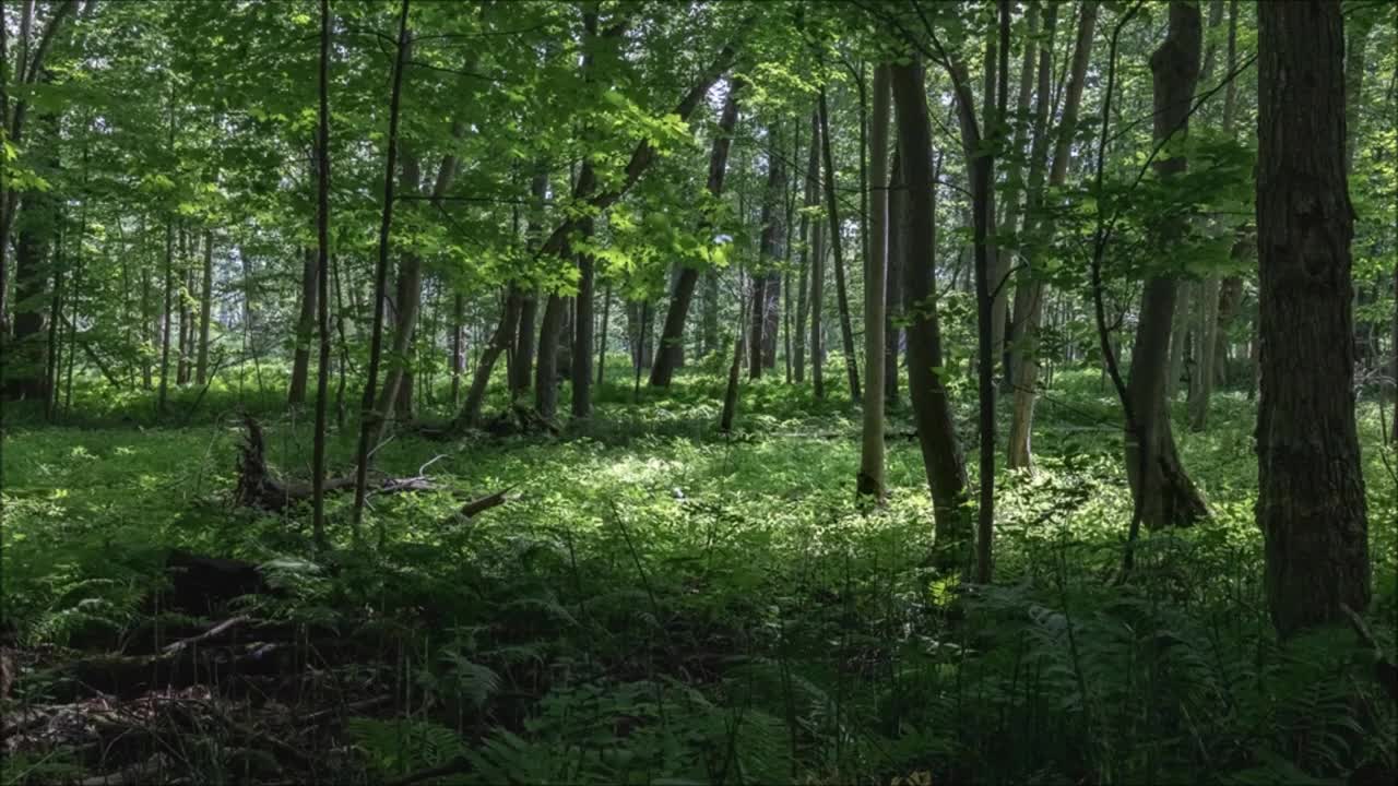 Forest Birds ChIrping Nature sounds | Free 5ound Effects | Ambient Sounds