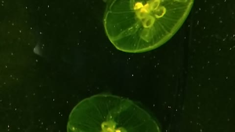 Jellyfish change color like a rainbow. Amazing!