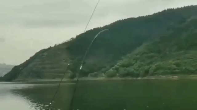 This is a beautiful and charming water-dwelling species