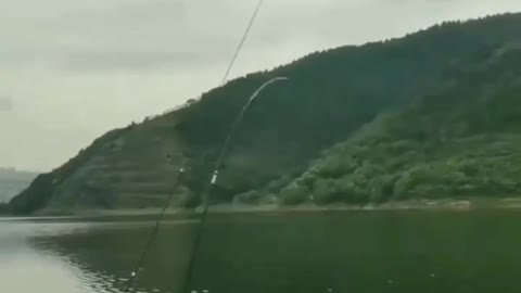 This is a beautiful and charming water-dwelling species