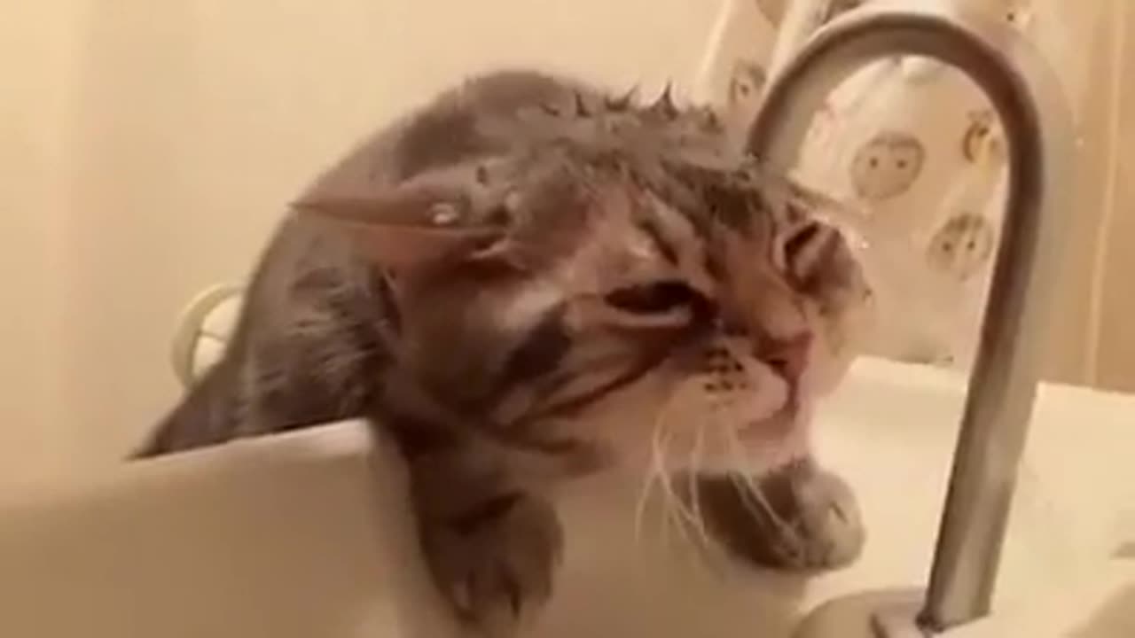 Katzen lieben Wasser