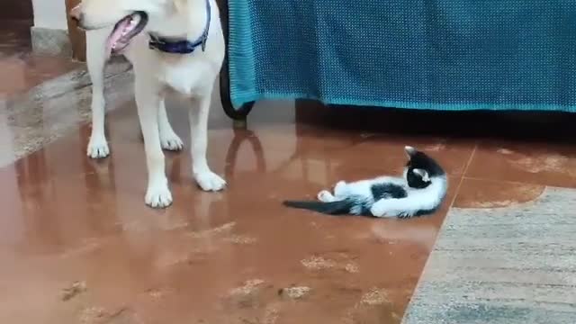 dog does not give peace to the cat