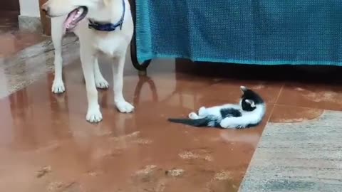 dog does not give peace to the cat