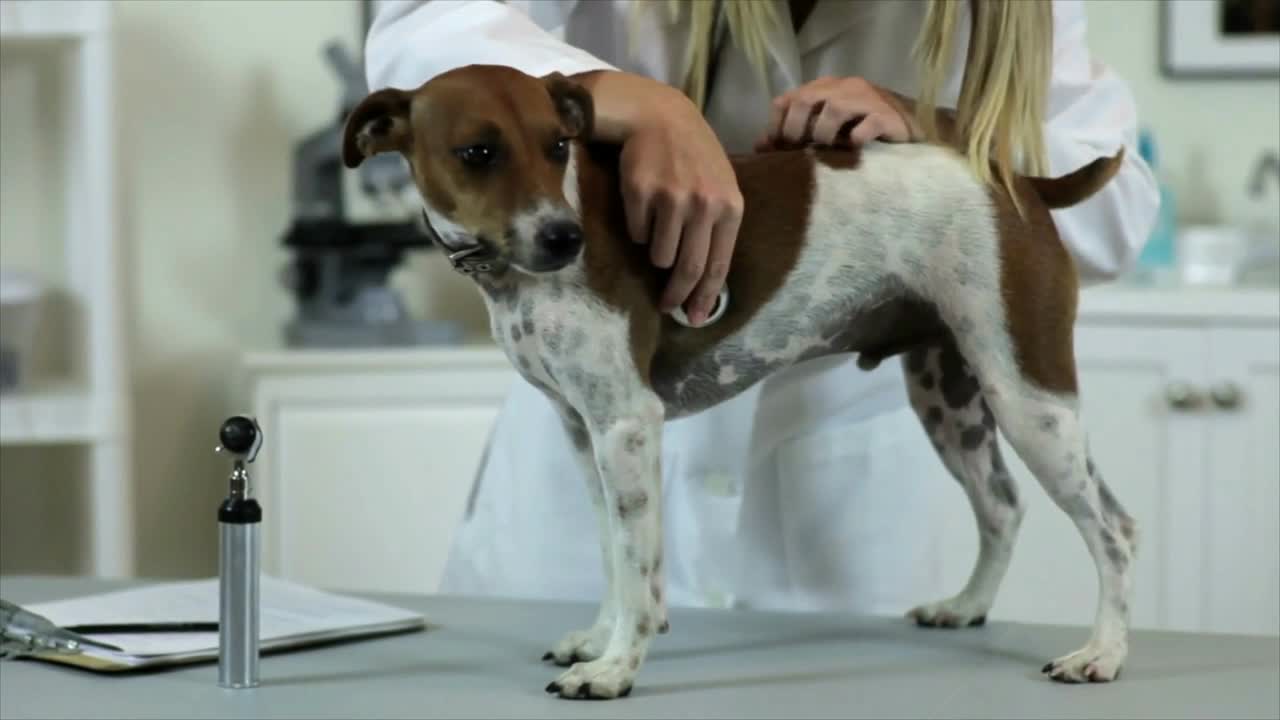 vet checks dogs heartbeat