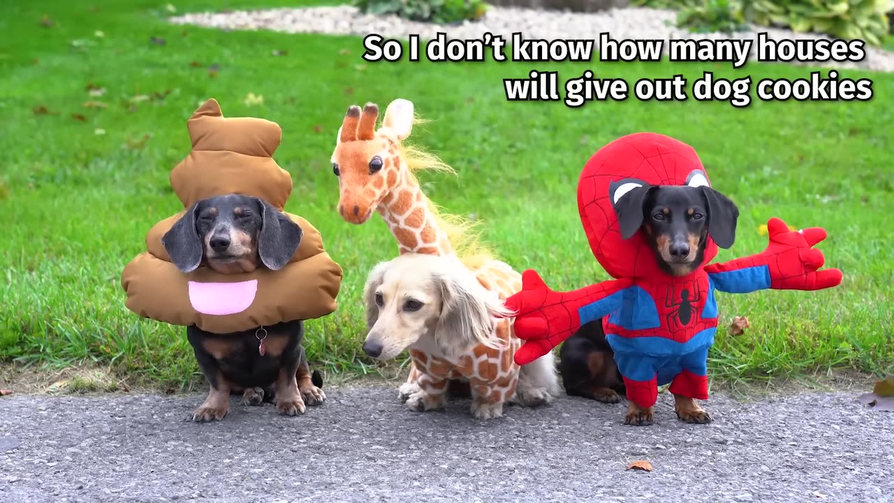 HALLOWEEN MISCHIEF - Cute & Funny Wiener Dogs Go Trick or Treating!