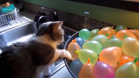 adorable kitten playing with water balloons