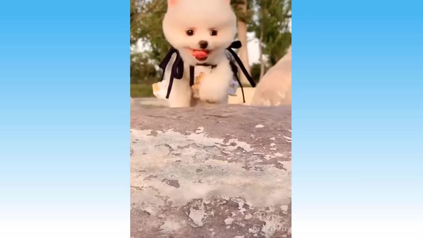 Best Funny Cats And Dogs Videos Try Not To Laugh