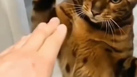 🤣 funny cat video and animals 🤣 loves moment's 🥰 #traning #viral #videos #funny