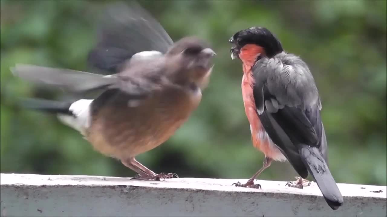 What bird is this?