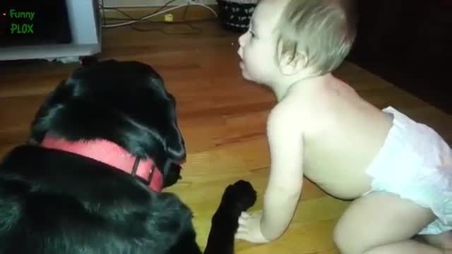 Cute Cats and Dogs Love Babies Compilation