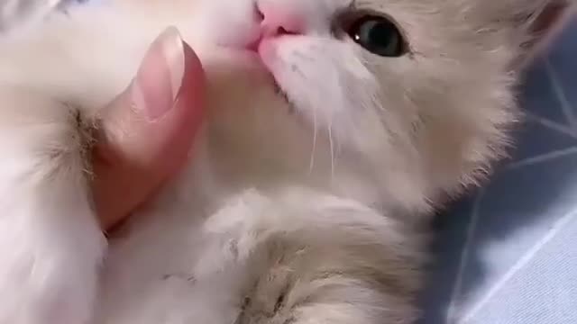 cats.videoss So sweet 😍😻