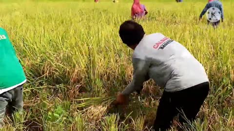 Philippines rice harvesting without machines