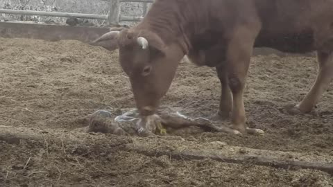 A Cow Was Born A Few Minutes Ago