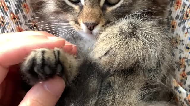 Animal video cute cat talk his owner