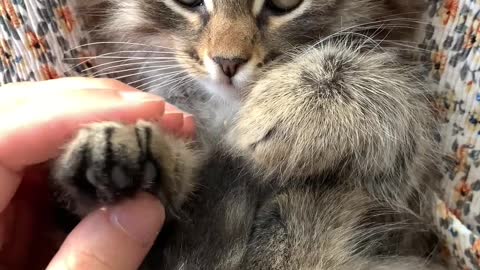 Animal video cute cat talk his owner