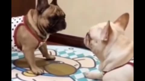 Funny dog video ll #shorts ll funny animal video