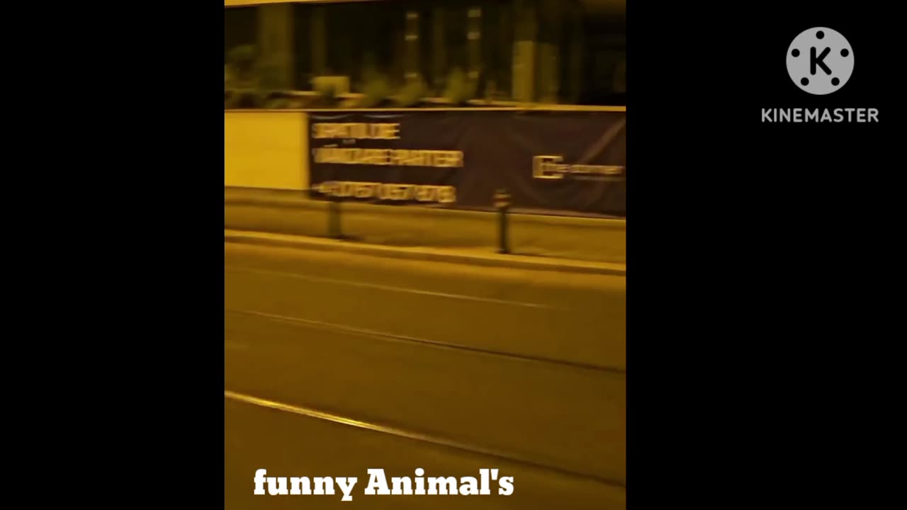 Funny Animal's cat 😺 dog 🐕 others animal's