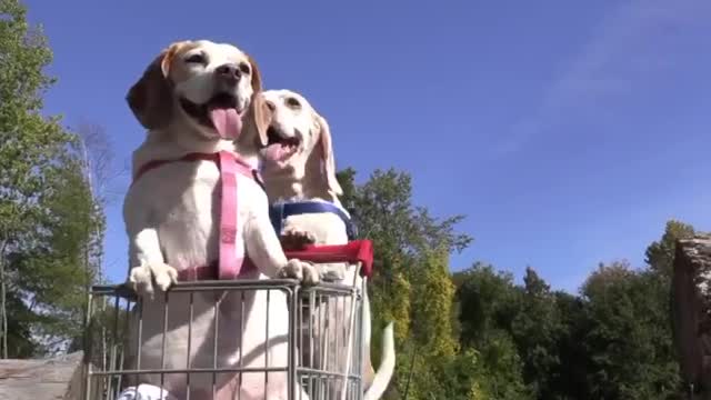 Dogs going to supermarket to buy grocery