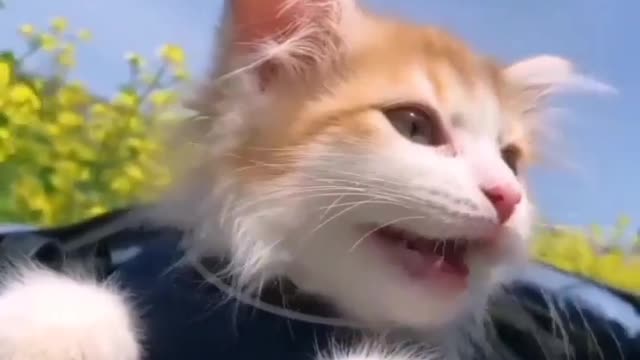 Funny Cat One