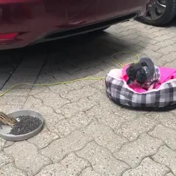 Lucky the Toy Cup Poodle watching his BFF eat!!!! :)