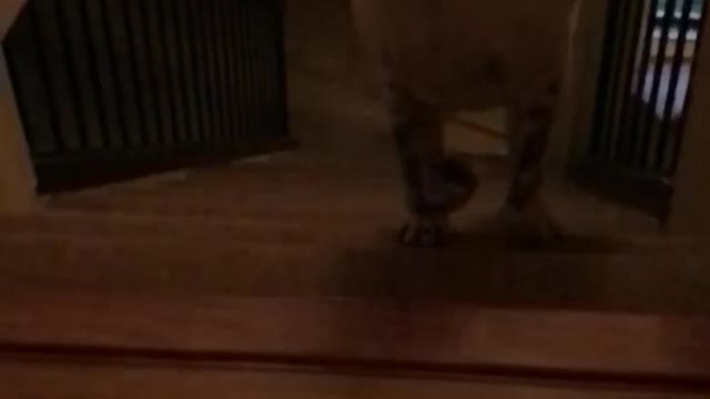 Slow motion brown white dog running up stairs