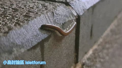 #馬陸 #Millipede