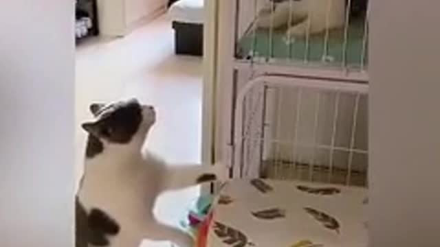 They cats is communicate🤣