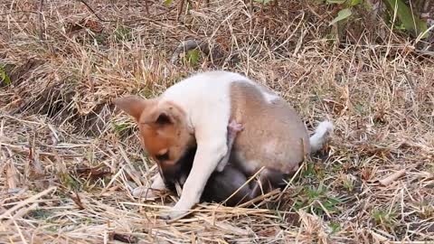 Monkey Climbs On Puppy