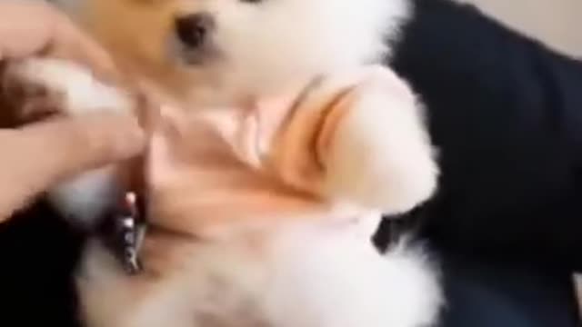 Cute Dog