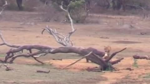 Elefant Lion fighter lion tiger real life views