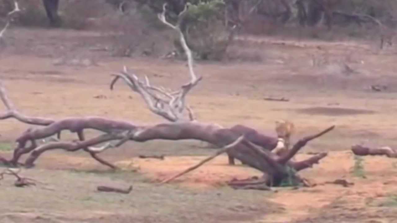 Elefant Lion fighter lion tiger real life views
