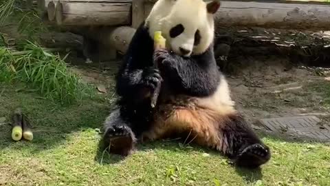 The panda that eats all the time