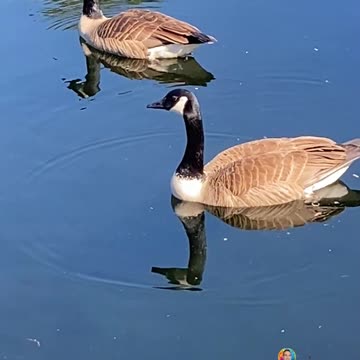 GREEN STUFF AND GEESE!