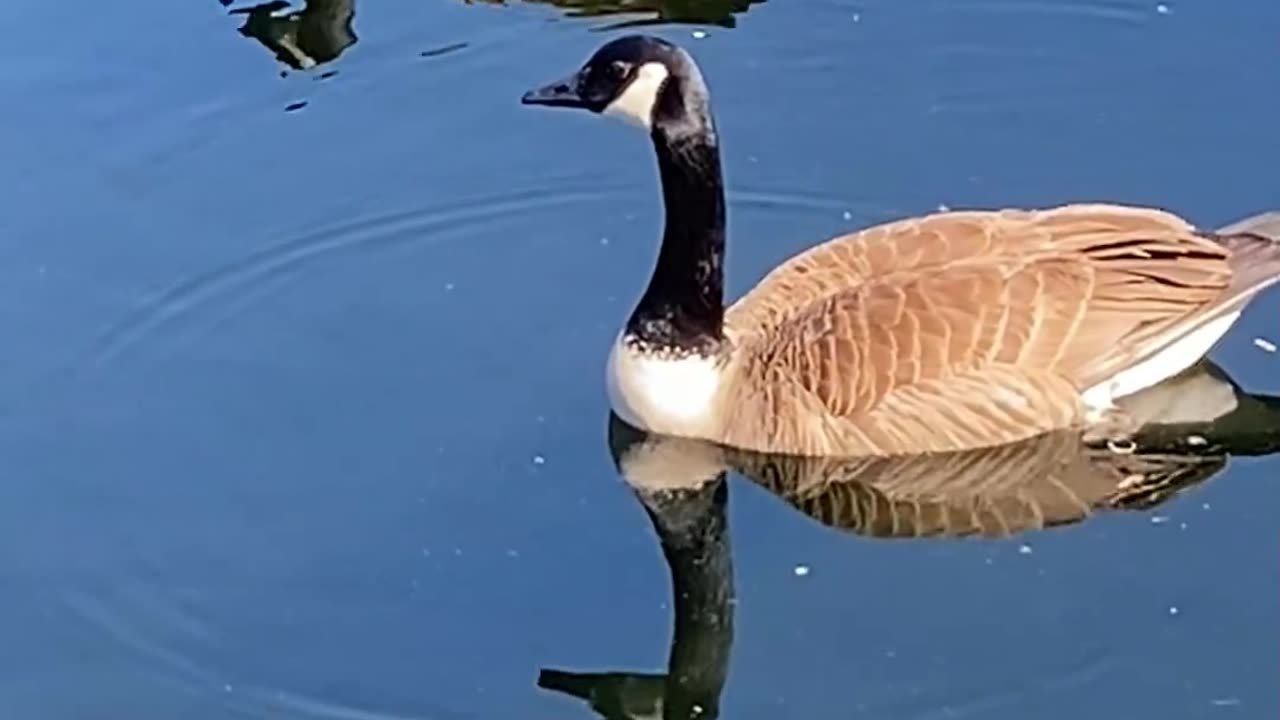 GREEN STUFF AND GEESE!